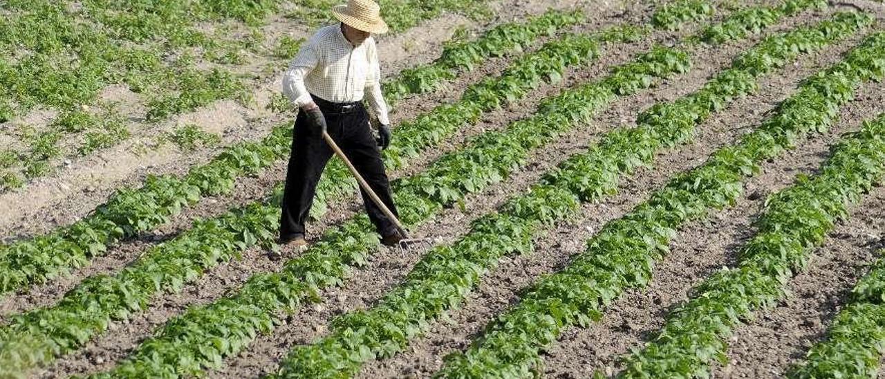 Un agricultor, en su plantación de patatas de Lalín. // Bernabé/Javier Lalín