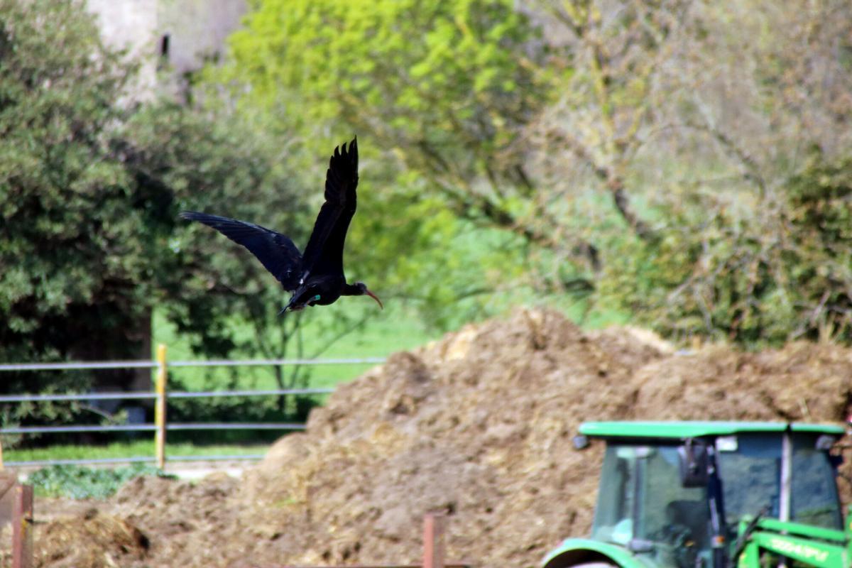 Un ibis volant per Pau