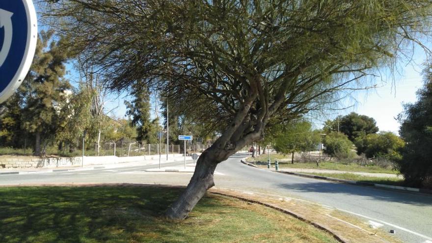 Árbol de la rotonda de Cemex.