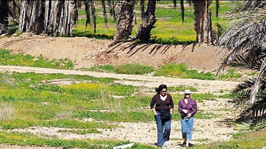 El Cabildo traerá mil palmeras datileras de Elche para su explotación - La  Provincia