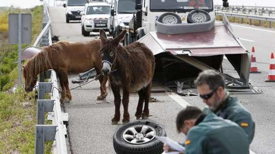 Dos heridos en Zaragoza en el transporte de un caballo y un asno