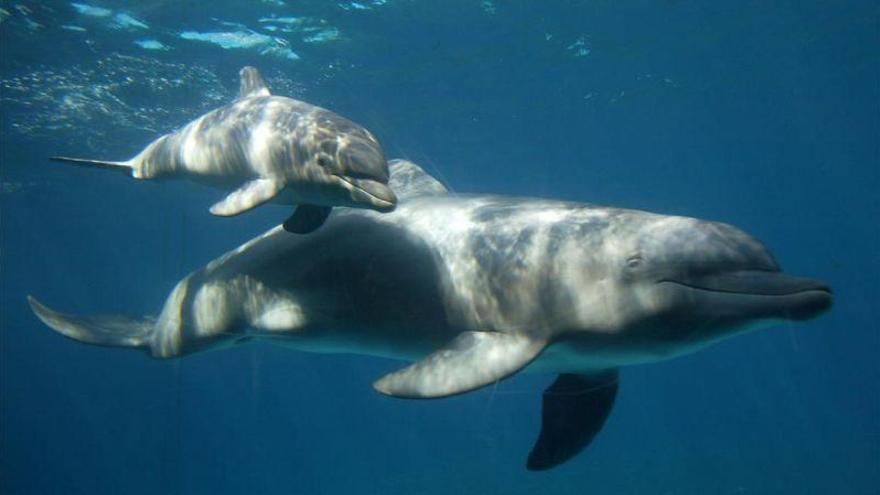 Dos delfines fueron grabados nadando por las calles inundadas de Carolina del Norte