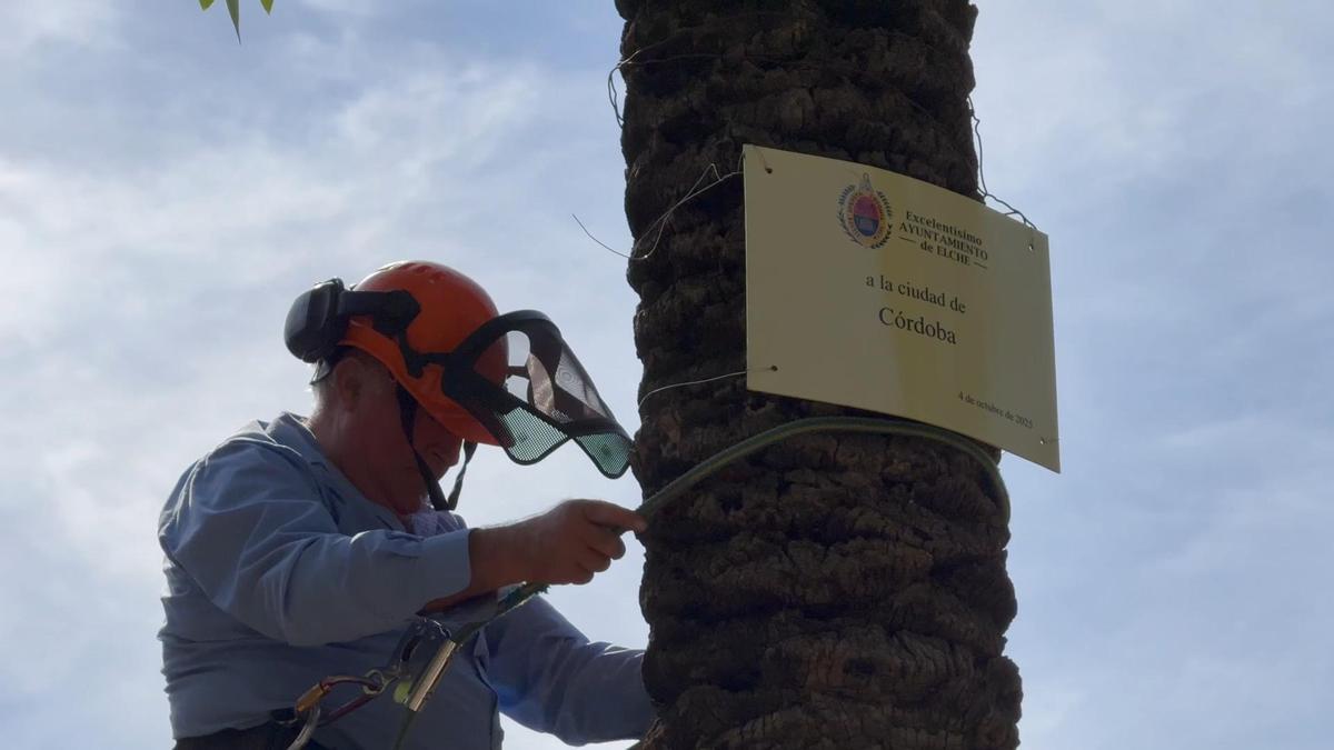 Elche le dedica a Córdoba una palmera