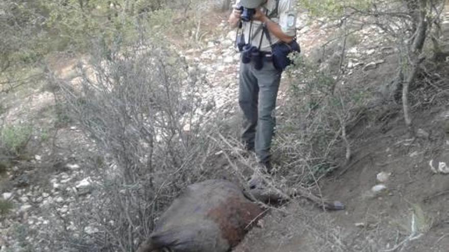 Imagen del cadáver del ciervo decapitado de La Carrasqueta difundida en la redes sociales.