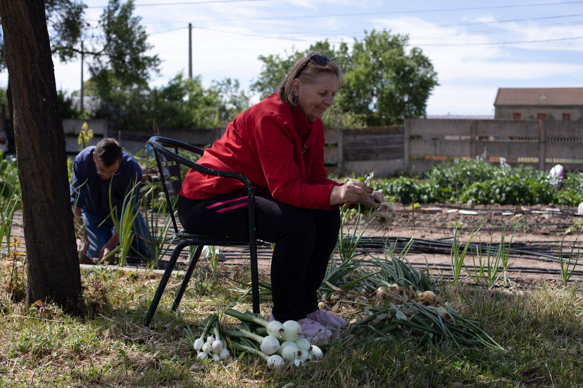 GALERÍA | Huertos municipales en Zamora: Creando comunidad entre tomates y cebollas