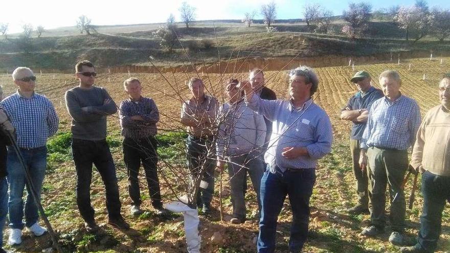 Agricultores, en una demostración de poda organizada en una jornada dedicada al pistacho y el almendro.