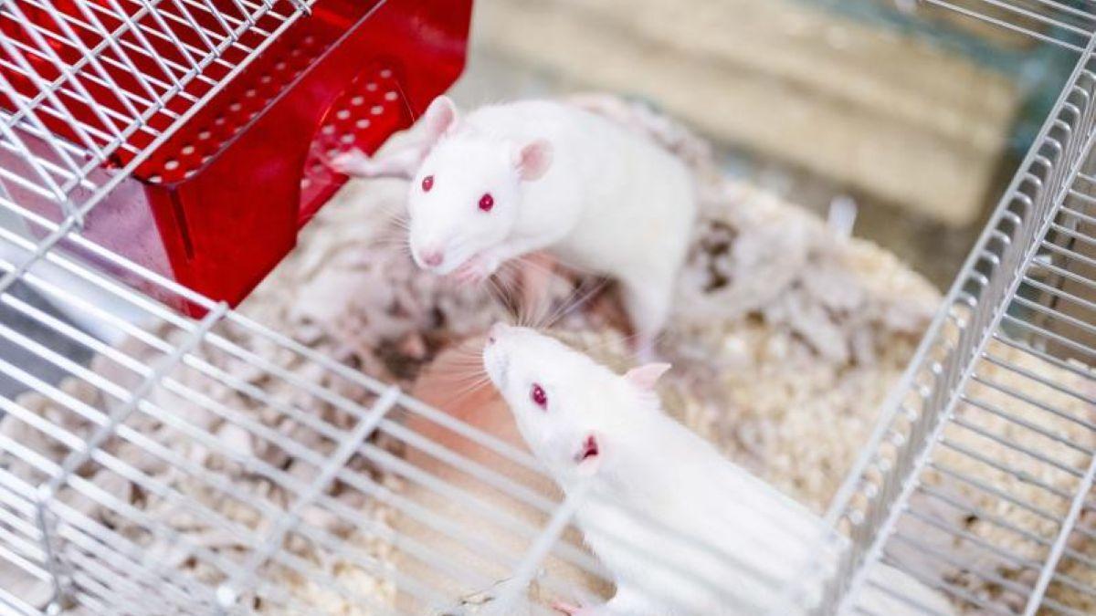 FILOSOFÍA/¿Son las ratas realmente empáticas? La ciencia consigue medir la solidaridad de los roedores