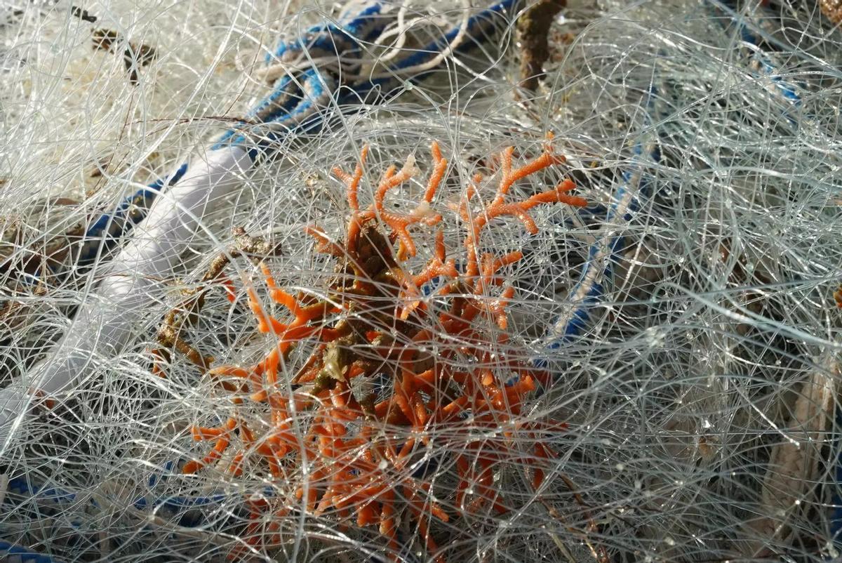 Un coral atrapado en una red durante labores de pesca