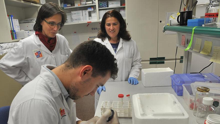 Investigadores de la Universidad de Elche