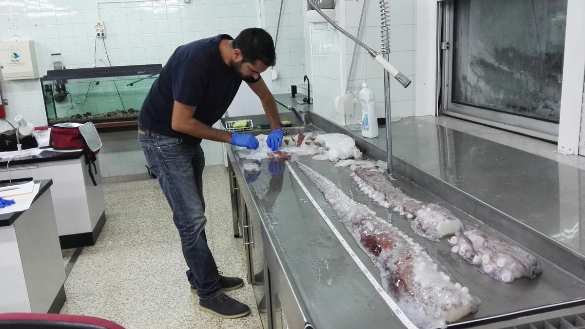 Alejandro Escánez midiendo los restos de un A. dux encontrado en Tenerife