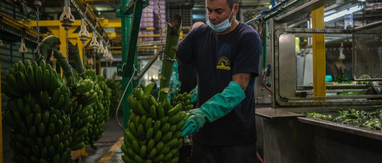 Un operario manipula una piña de plátano en un almacén del Valle de Aridane.