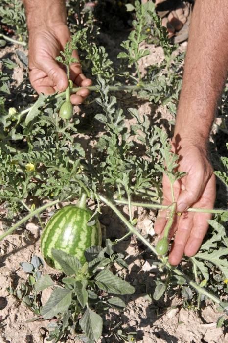 Nur auf guten Böden können gesunde Pflanzen wachsen und süße Melonen reifen. Ein Besuch zur Erntezeit auf Sa Teulera, einem Biohof bei Petra.