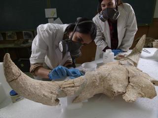 La historia de los neandertales 'madrileños' que utilizaban cráneos como trofeos de caza