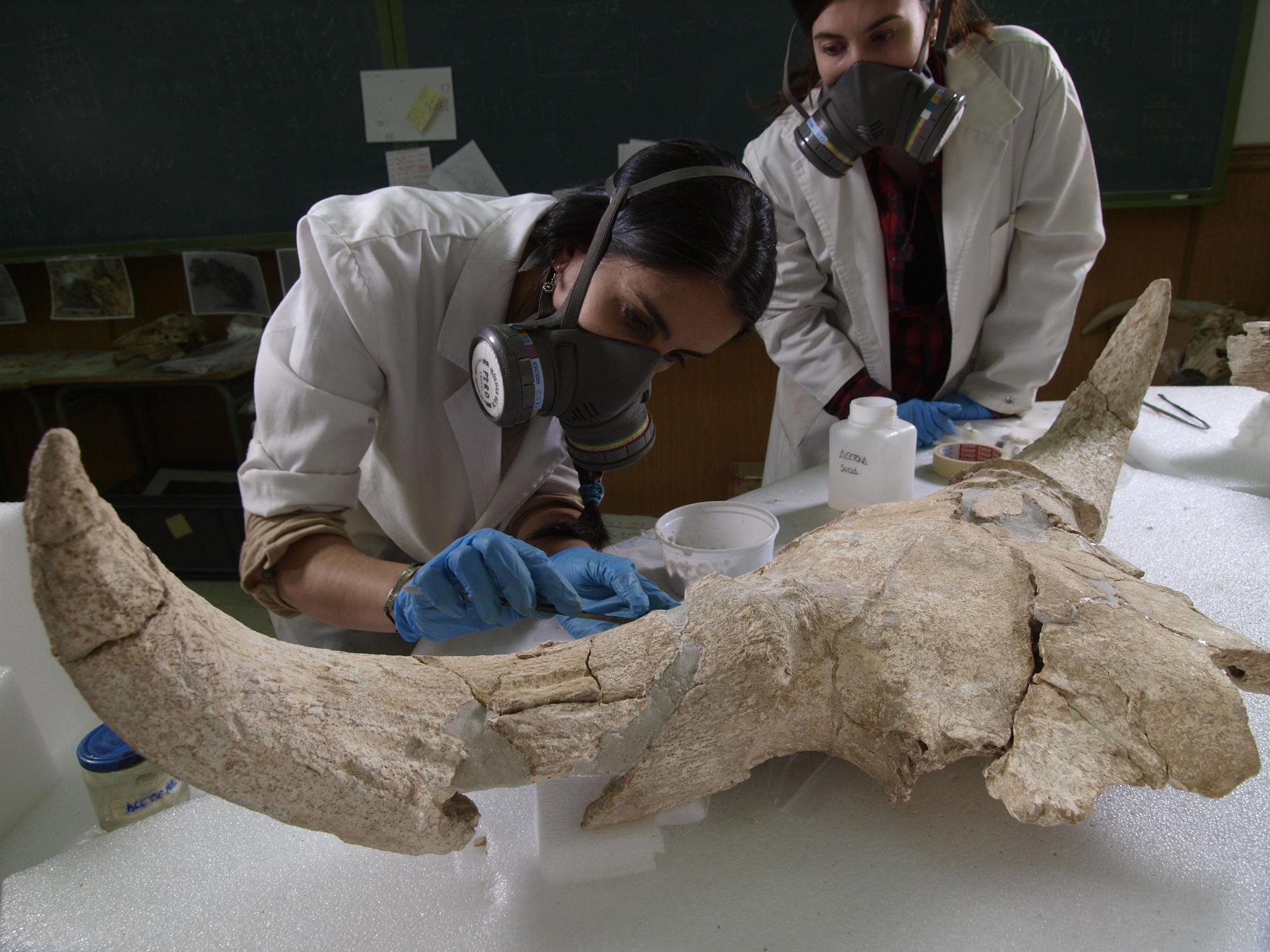 Un equipo de investigadoras analiza uno de los 'trofeos' hallados en el santuario de caza neandertal.