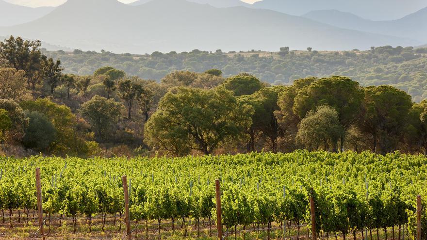 Celler Oliveda, 75 anys elaborant vins i caves empordanesos de la millor qualitat