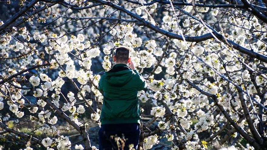 La mayoría de cerezos del Valle están ya casi al 100% de floración