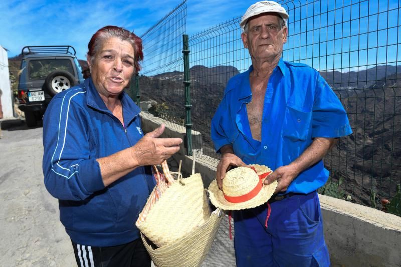 15-10-19 SUPLEMENTOS. ZONA CUMBRERA. ZONA CUMBRERA. Reportaje zonas quemadas tras dos meses. Reportaje triple entrega sobre el paisaje quemado, al cumplirse dos meses. La primera parte será Los tesosos de la Cumbre, en plan más positivo, con los brotes verdes, lugares que visitar. Un segundo con los héroes sin capa, sus protagonistas y una tercera con Lo que el fuego se llevó o Lo perdido, la parte más triste.  Fotos: Juan Castro.  | 15/10/2019 | Fotógrafo: Juan Carlos Castro