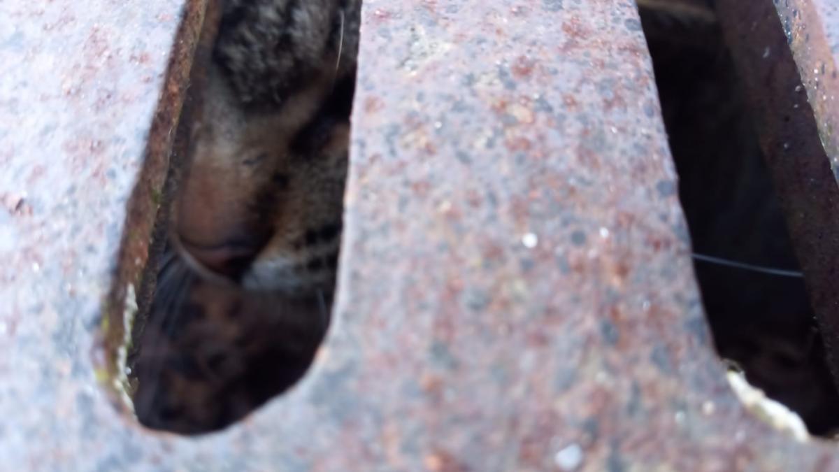 El gato dentro de la alcantarilla.