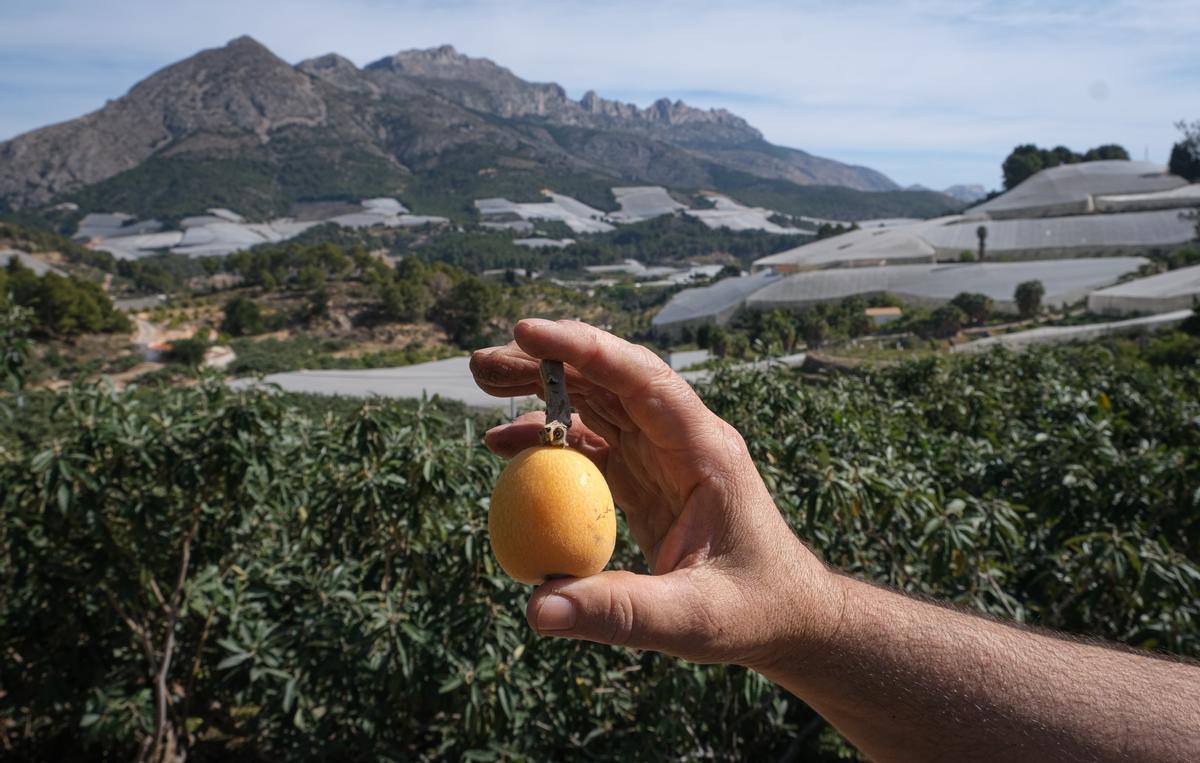 Un níspero recién cogido del árbol, en una imagen de esta semana.
