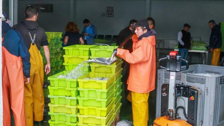 Debacle en las lonjas gallegas: la crisis del marisqueo y los temporales dejan el peor semestre en 23 años