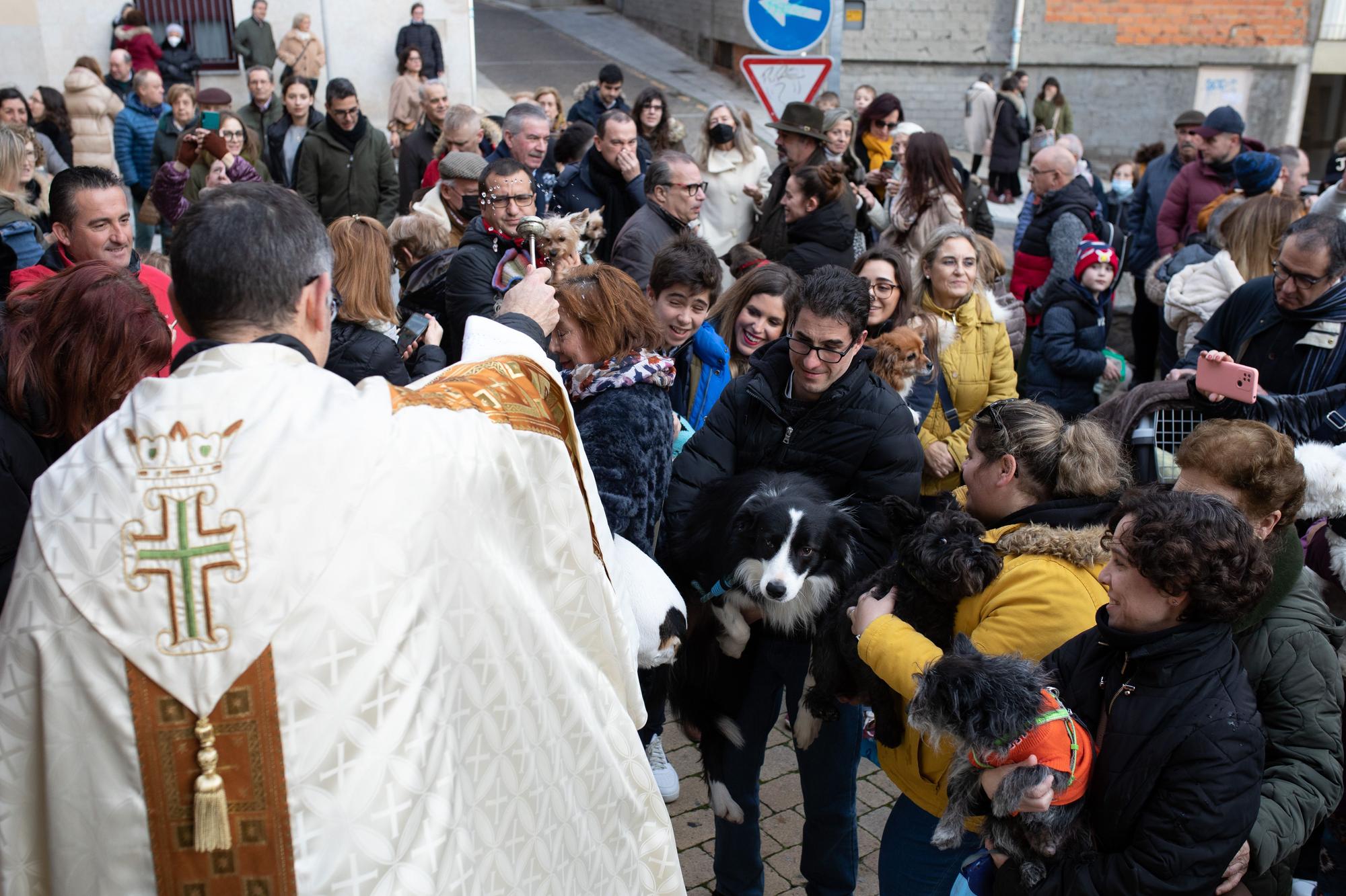 Los animales reciben la bendición por San Antón en Zamora