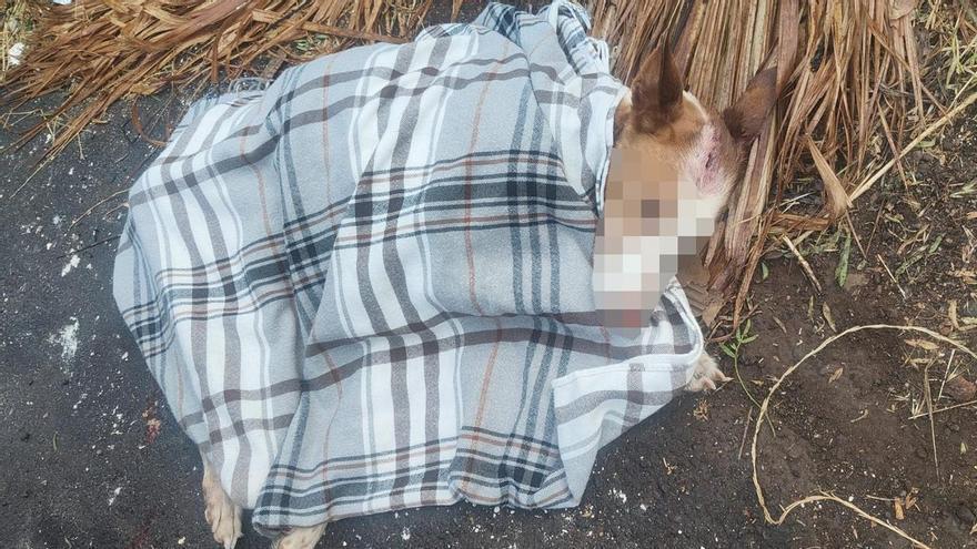 На Тенерифе судять 70-річного чоловіка за жорстоке вбивство собаки