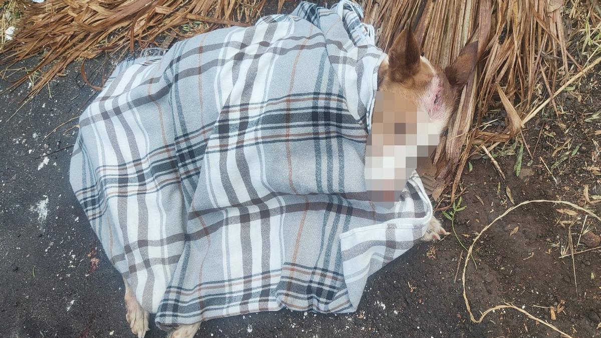 Perro herido en La Laguna
