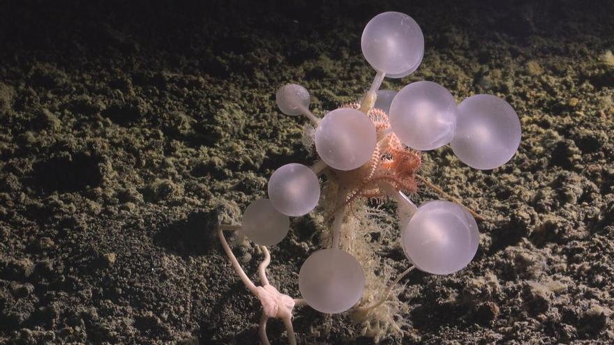 Descubren más de 1.100 nuevas especies marinas en un solo año: estas son las más sorprendentes