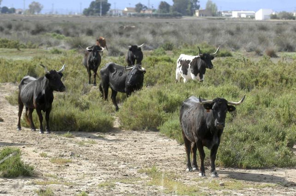Vaques de la ramaderia de Pedro Fumado pasturen a les Terres de l’Ebre.