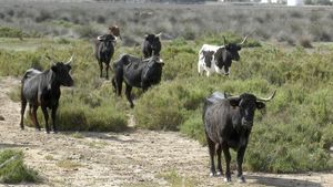 Vaques de la ramaderia de Pedro Fumado pasturen a les Terres de l’Ebre.