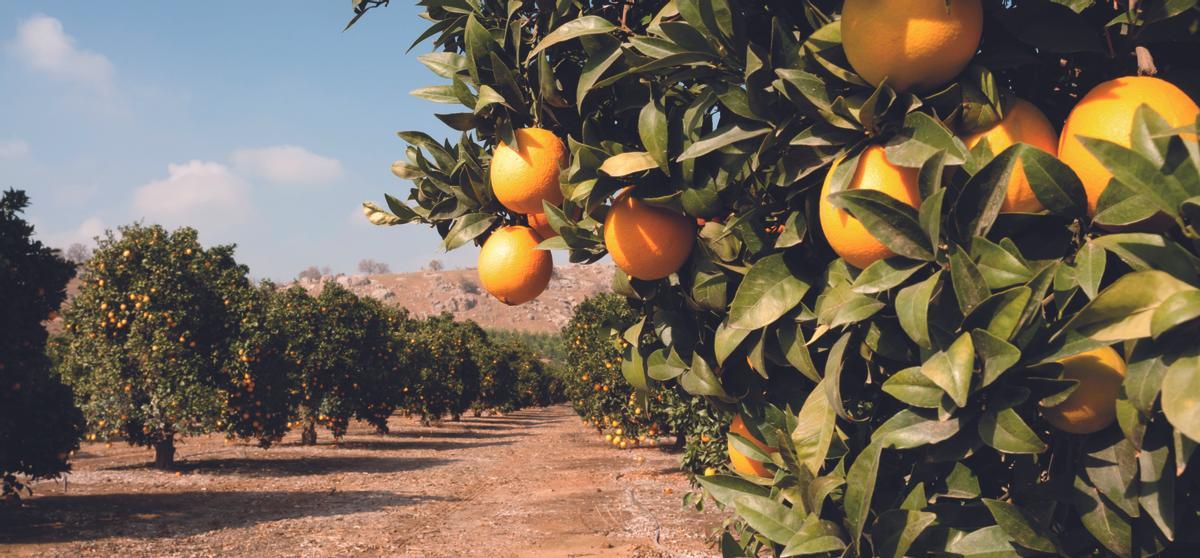 El Azadiractin permite acabar con la mosca blanca de forma respetuosa con el medio ambiente y rentable para el agricultor.