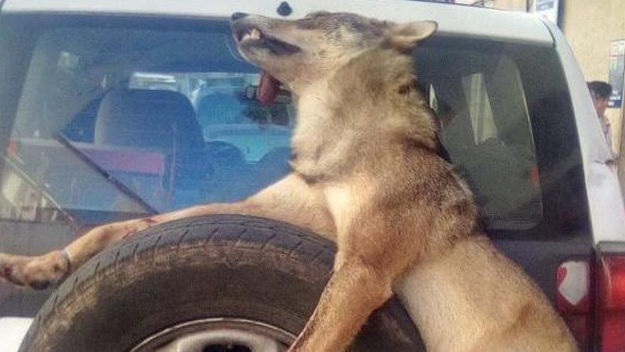 El lobo en la rueda del todoterreno.