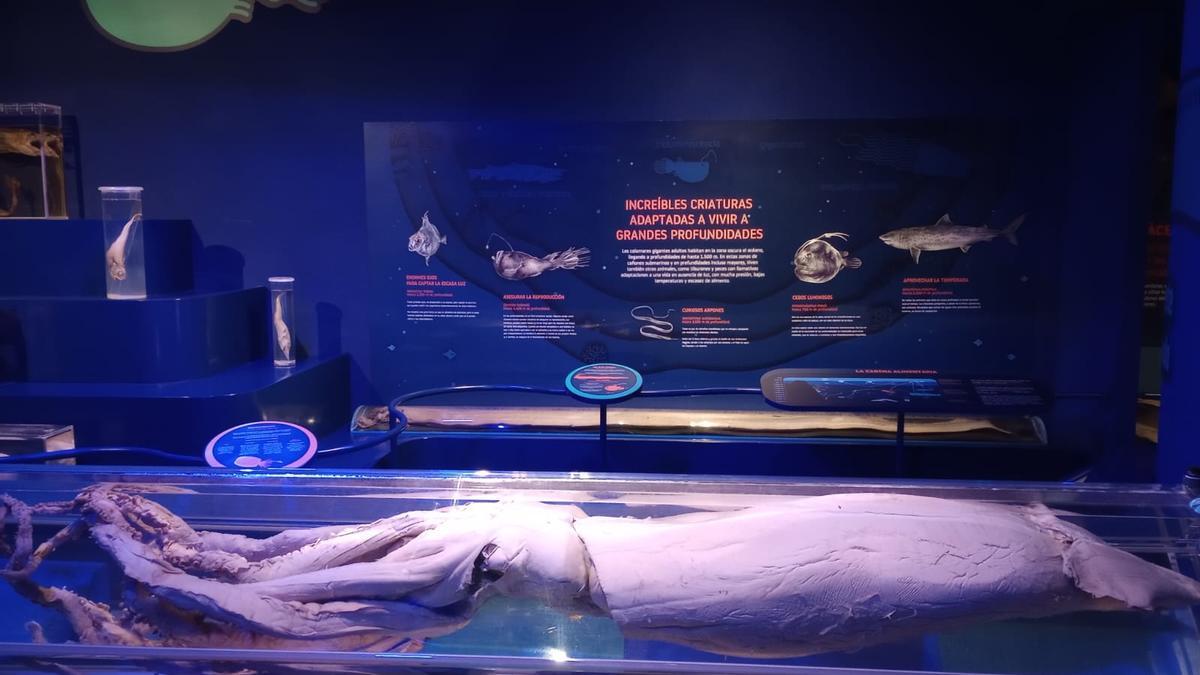 Un calamar gigante expuesto en el museo de Luarca.