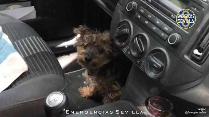 Denunciada por dejar encerrado a su perro en el coche durante cuatro horas con 40 grados