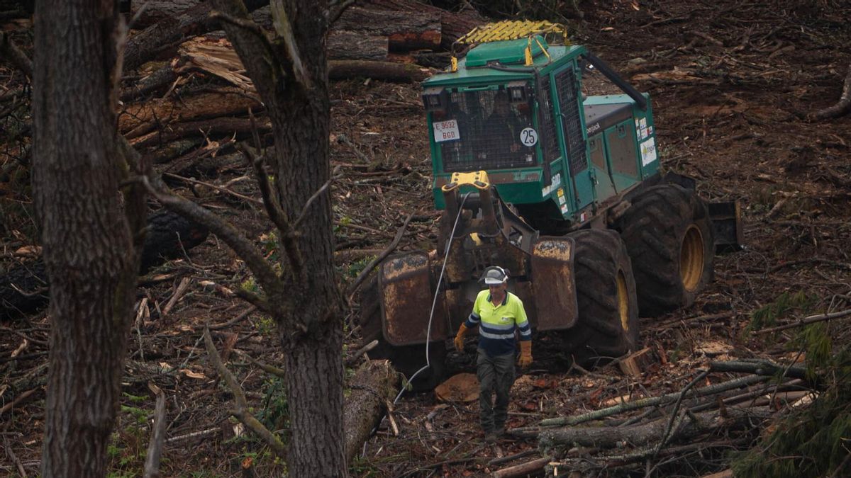 Tenerife Reinforces Native Laurisilva to Combat Forest Fires in Rehabilitated Areas