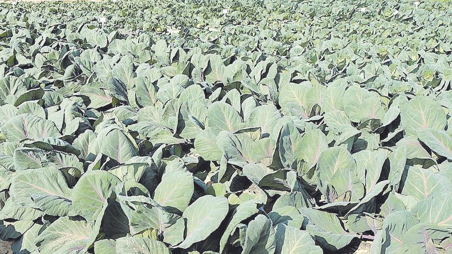 Campo de cultivo de brásicas en el Campo de Cartagena.