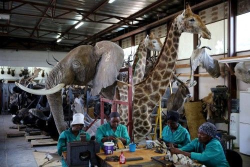 Workers prepare animal skins in front of animal trophys at the taxidermy studio in Pretoria