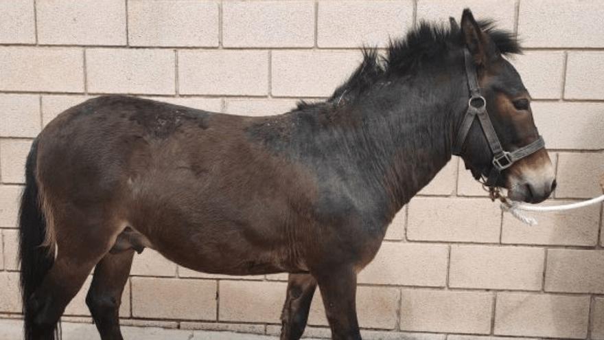 Protectoras de animales rechazan en Córdoba el modo de adopción de un mulo