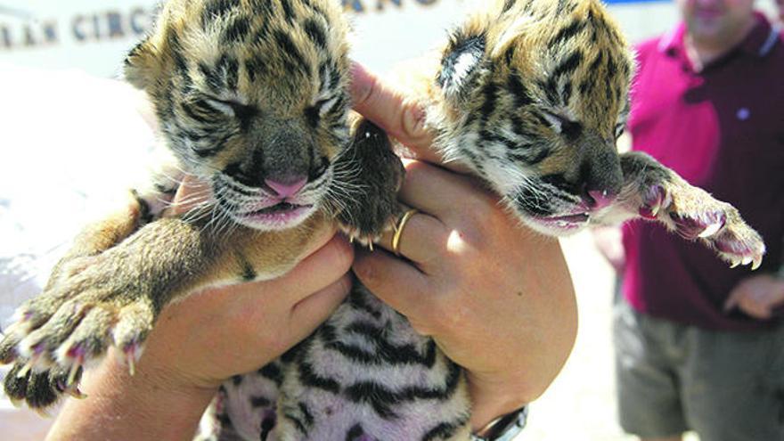 200 animales de circo podrían ser sacrificados