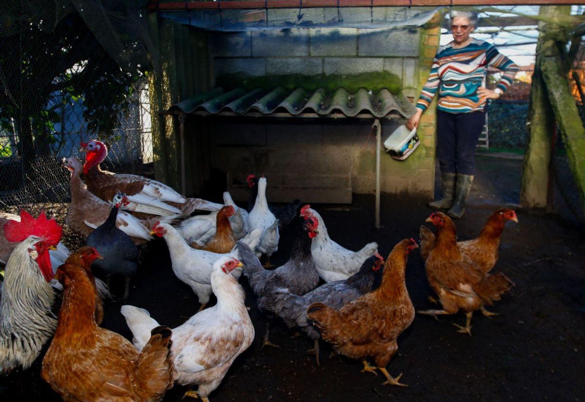 Gallinas, gallo y pavos reales en un corral en O Salnés, con zonas de especial vigilancia. | // IÑAKI ABELLA