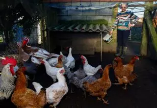 La Xunta aconseja reforzar la vigilancia en explotaciones avícolas tras llegar la gripe aviar a Galicia