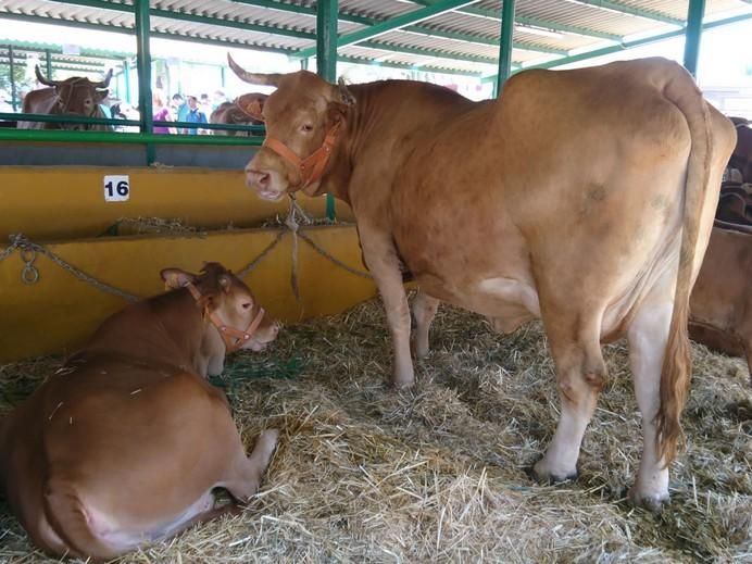 Feria de Ganado 2017 en Arucas