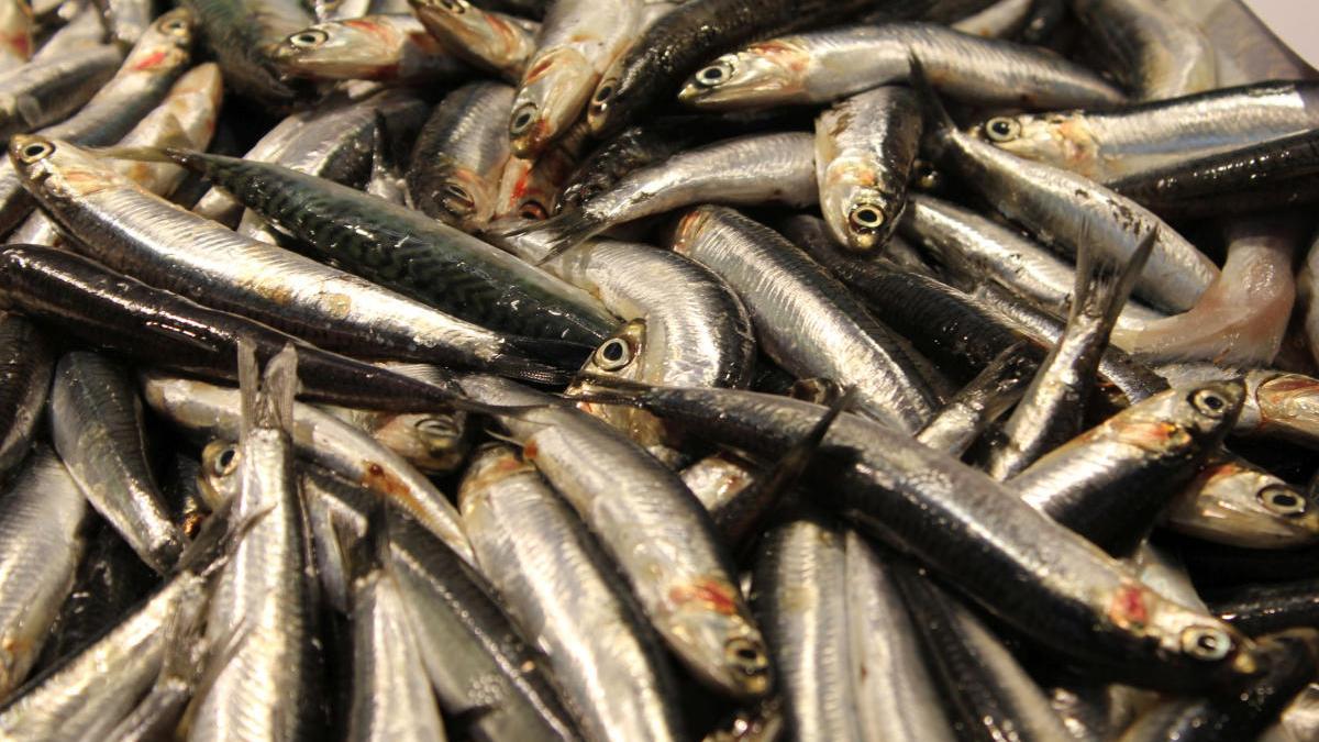 Les sardines de la Costa Brava tenen menys omega-3.