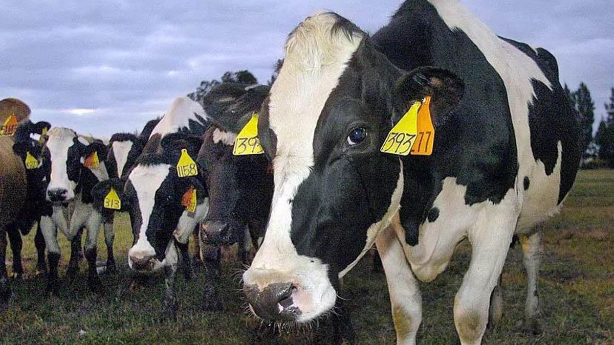 Les macrogranges, a la diana als EUA Les macrogranges, a la diana als EUA