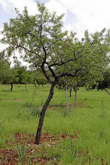 Schafherde, Baumplantage und Paradies für Insekten: zu Besuch bei Jaume Seguí und seinen 18 Hektar Bioland bei Capdellà