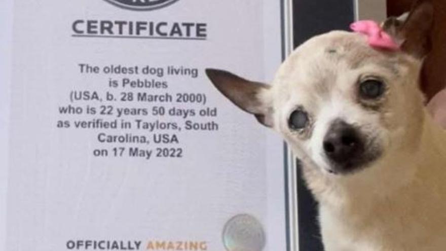 Pebbles ha batido el récord de ser la perra viva más vieja del mundo