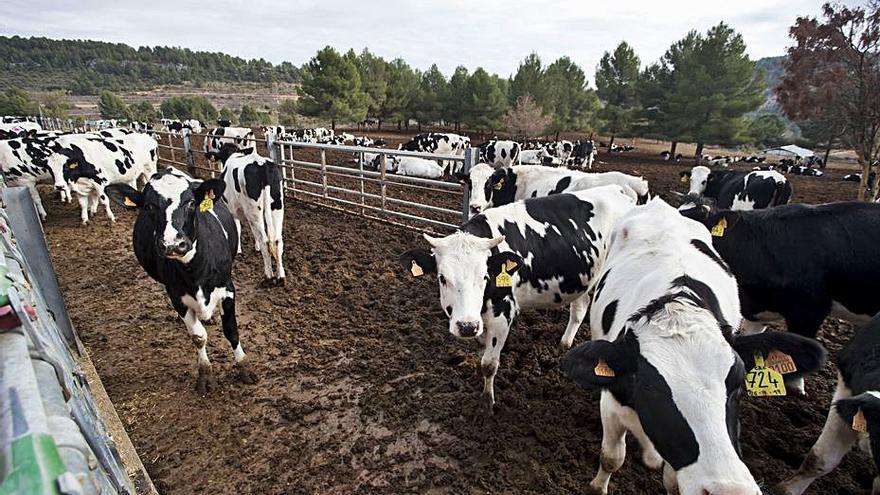 Granja de cría de vacas en una explotación valenciana. | F.BUSTAMANTE