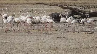 La Unesco, preocupada por la "sobreexplotación" de Doñana pese a los "progresos"