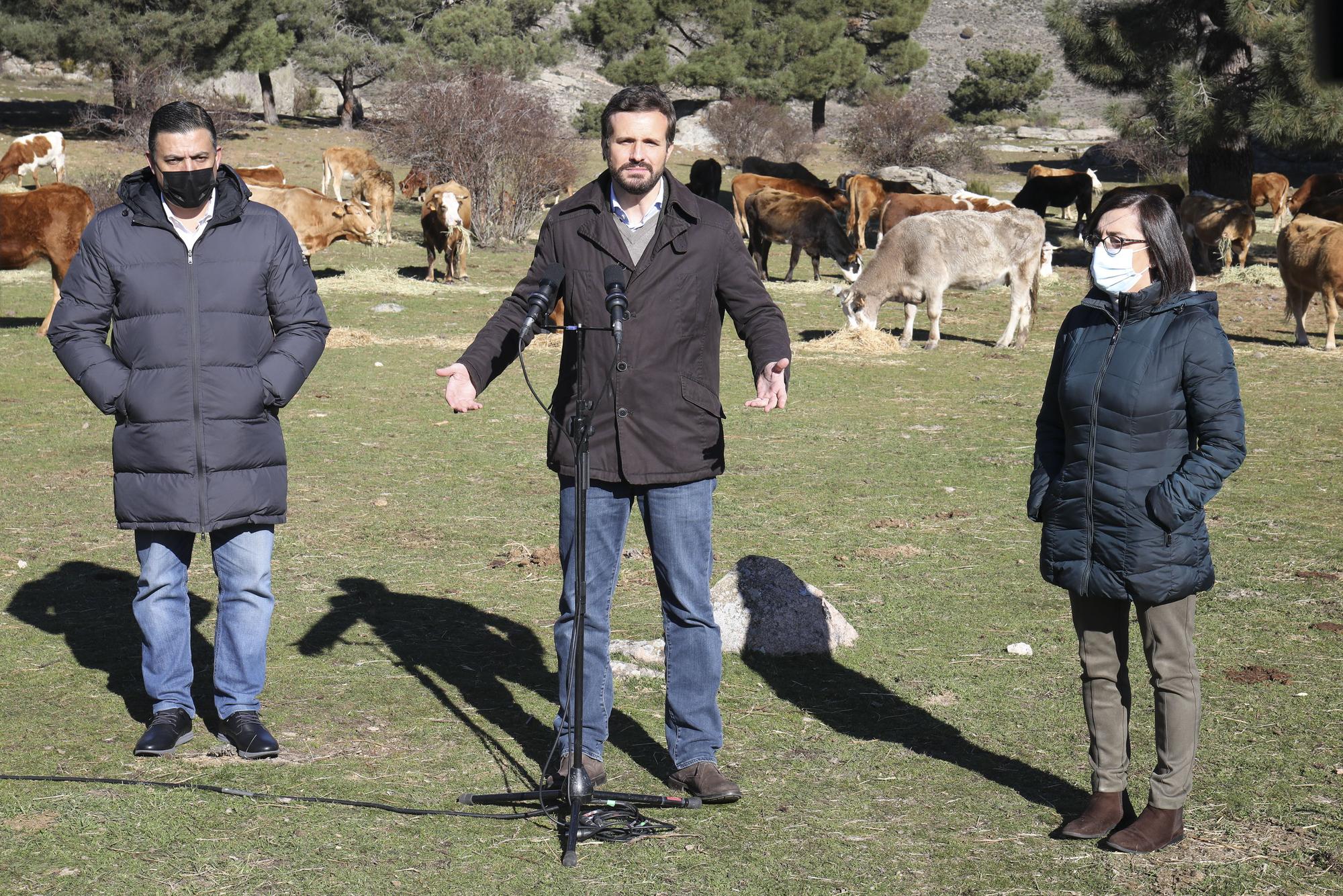 El presidente del PP de Ávila, Carlos García; el presidente del PP, Pablo Casado y la concejala del PP de Navas del Marqués, María del Mar, ofrece declaraciones a los medios, durante su visita a una explotación ganadera extensiva de vacuno en Navas del Marqués, a 14 de enero de 2022.