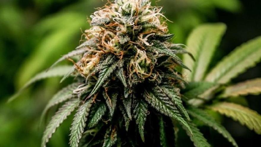 Un estudio alerta sobre la peligrosidad de los cannabinoides sintéticos que se adquieren en el mercado ilegal